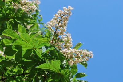 Aesculus hippocastanum - jírovec koňský (maďal) - květenství a list (34)
